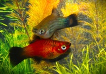 PLATY WAGTAIL MIX