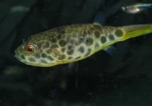 POISSON-BALLON TACHETÉ CONGO
