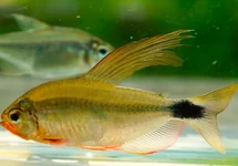 TETRA RIO ARIPUANA