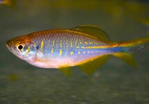 DANIO DEVARIO