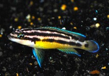 GOUDEN TANGANYIKA CICHLIDE