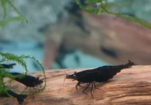NEOCARIDINA DAVIDI BLACK M