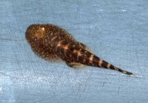 ALGENETER OCCELATUS