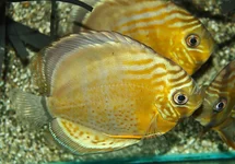 S. AEQUIFASCIATUS TARZOO M/L