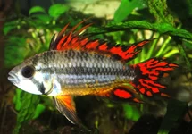 GEKUIFDE DWERGCICHLIDE DUBBEL ROOD