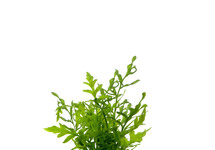 Ceratopteris thalictroides in pot (p5)