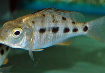 CICHLIDÉ MALAWI ROSTRATUS