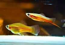 ZWAARDDRAGER YUCATAN