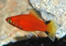 PLATY ROOD VICTORY