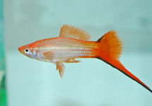 ZWAARDDRAGER PINK COMET