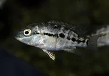 CICHLIDÉ HAITIENSIS
