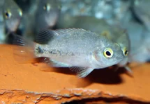 CRIBROHEROS ROSTRATUS M