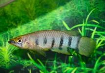 EPIPLATYS DAGETI M