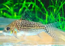 PANTSERMEERVAL SODALIS COLOMBIA