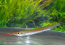 HALBSCHNÄBLER PHAIOSOMA