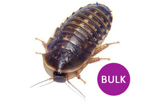 BLAPTICA DUBIA/ KAKKERLAK M BULK 100 PCS