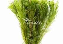 Myriophyllum tuberculatum (matagrossense red) - BA