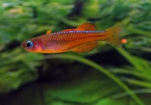 NEON ROOD REGENBOOGVIS