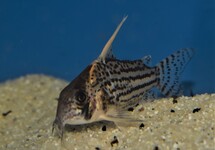 Corydoras
