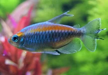 Afrikaanse Zalm