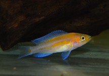TANGANYIKA CICHLIDE FALCICULA