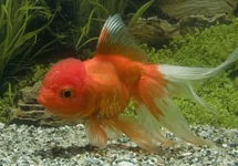 FANTAIL LIONHEAD RED