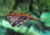 MARMERBIJLZALM FASCIATA