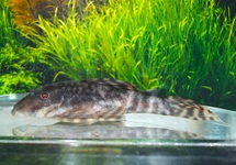 LDA078 PECKOLTIA BREVIS