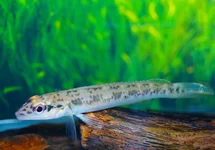DWARF CICHLID CENTRARCHUS