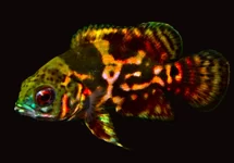 PAUWOOGCICHLIDE TIJGER ROOD