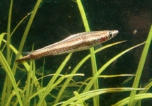 BROWN PENCILFISH
