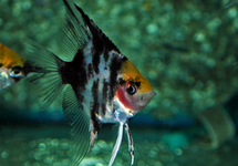 SKALAR MARMOR GOLDKOPF