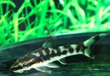 ZEBRA DWERGALGENETER