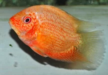SEVERUS RED SPOTTED