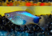 PLATY BLAUW MICKEY