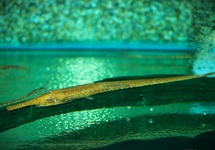 NADELWELS PLATORYNCHUS