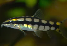 DWERGBOTIA