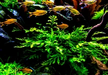 Aquaflora poster 'Wild Nature' A1 formaat - PR