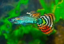 GUPPY SNAKESKIN MOSAIC (MÂLE) 