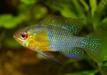 RAMIREZI