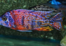 AULONOCARA RED BLOTCHED