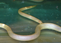 SWAMP EEL ALBINO