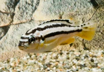 MALAWI CICHLID GOLDEN