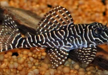 L260 QUEEN ARABESQUE PLECO