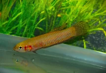 BETTA HENDRA