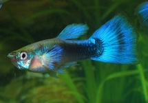 GUP TUXEDO BLAUW MAN