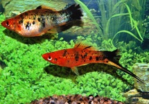 ZWAARDDRAGER BERLIN KOI