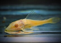 PLECOSTOMUS ALGENETER ALBINO