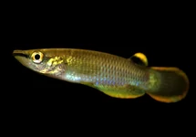 APLOCHEILUS PANCHAX L