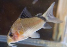 PANTSERMEERVAL METAE